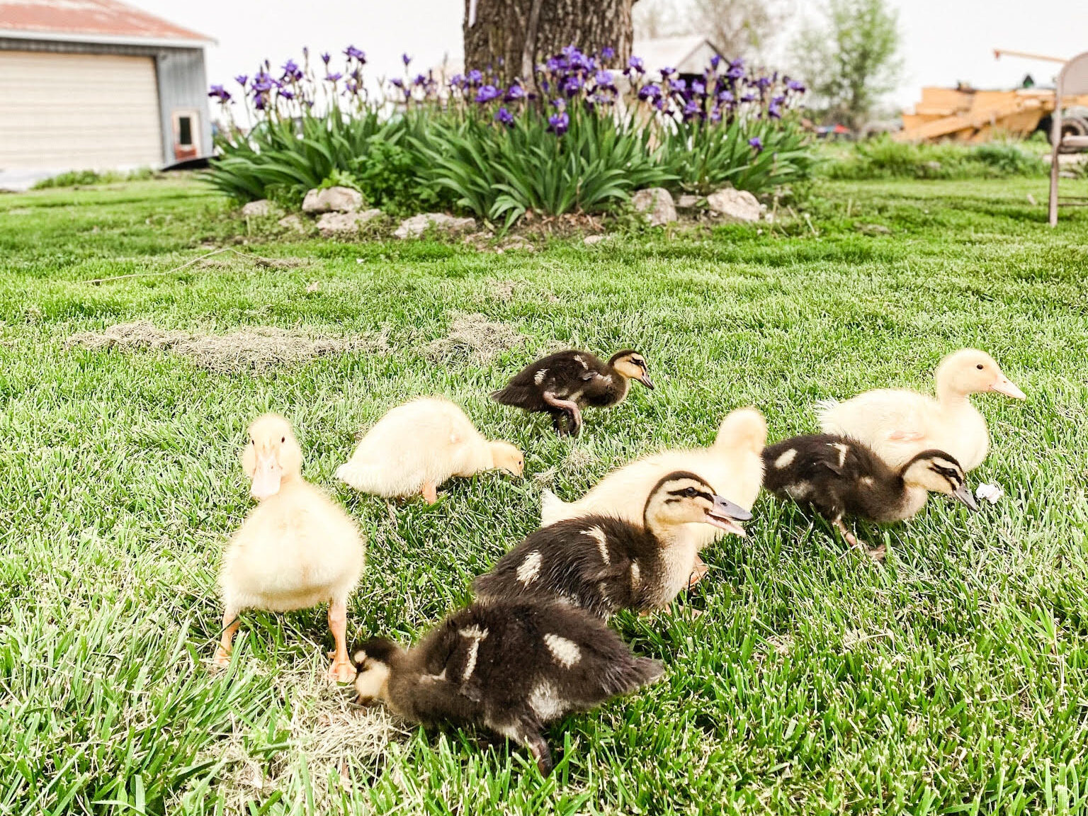 Raising Baby Ducks for Beginners
