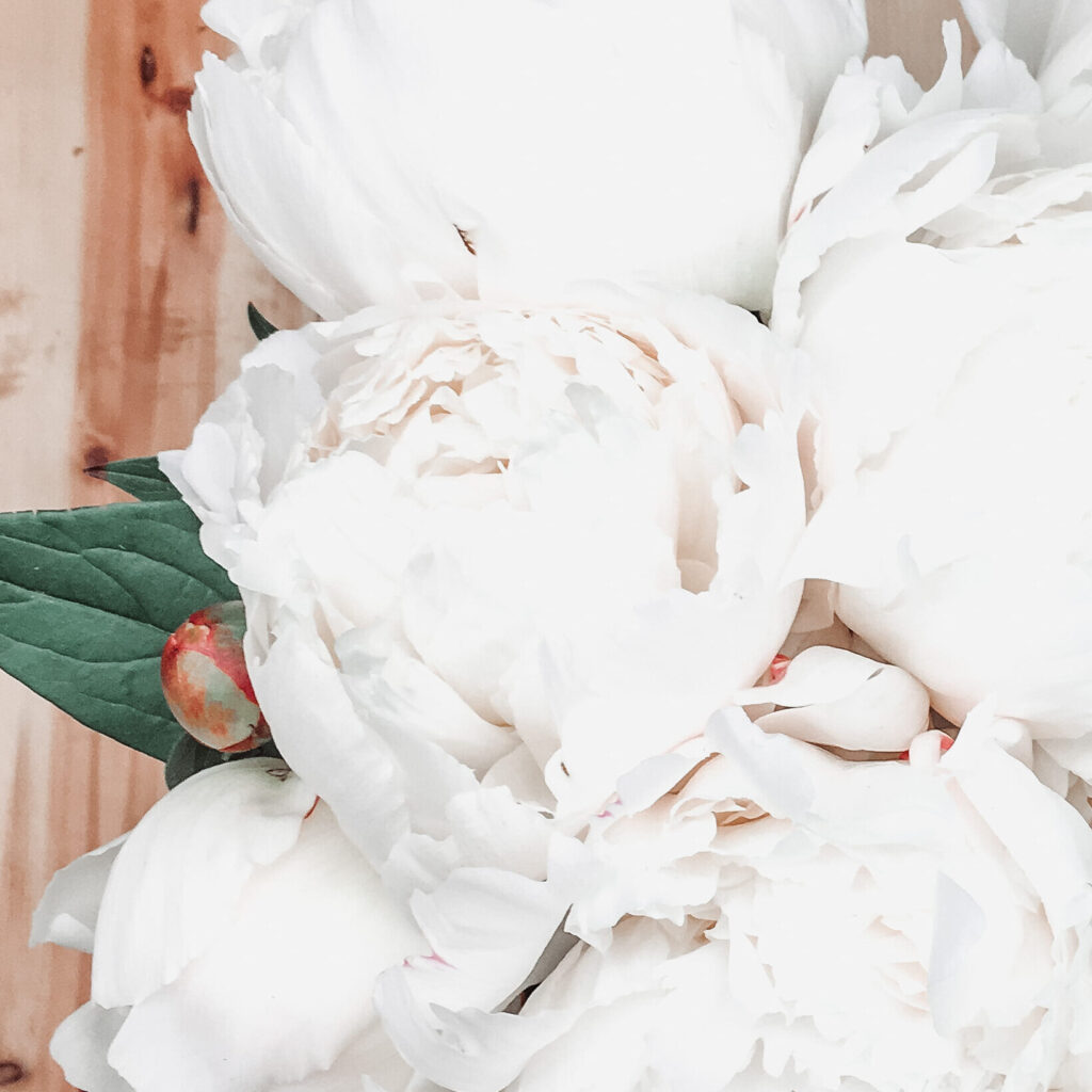 peony-white